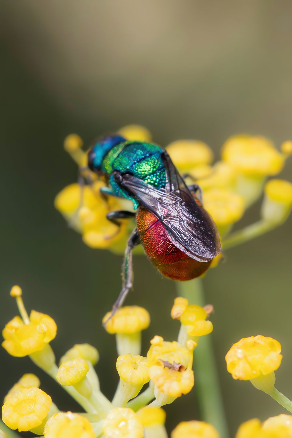 Chrysididae sp.